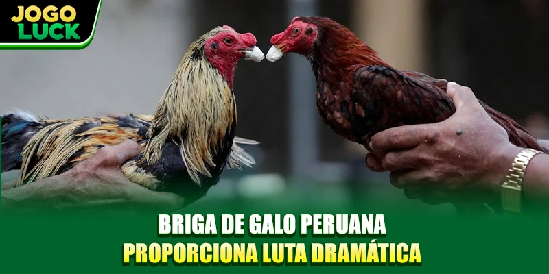 Briga de galo peruana proporciona luta dramática Briga de galo peruana proporciona luta dramática