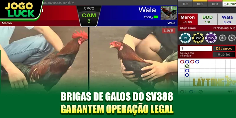 Brigas de galos do SV388 garantem operação legal Brigas de galos do SV388 garantem operação legal