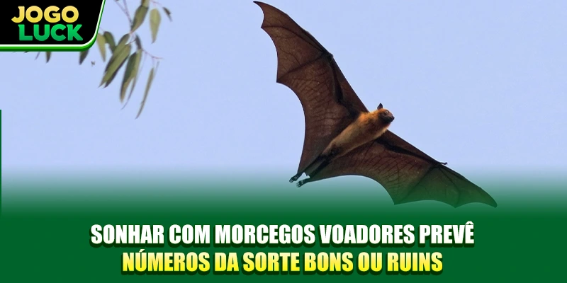 Sonhar com morcegos voadores prevê números da sorte bons ou ruins