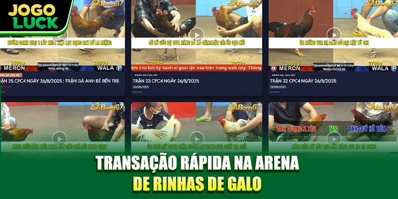 Transação rápida na arena de rinhas de galo Transação rápida na arena de rinhas de galo